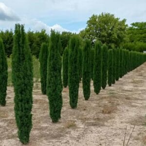 Gemeine Eibe "Fastigiata Robusta" - Taxus baccata (Kopija)