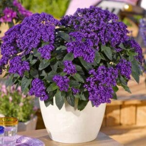 Vanilijevka Nautilus Blue