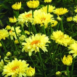 Henna Bronze Orange (Kopija) (Kopija) (Kopija)