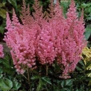 Kitajska kresnica 'Astary pink shades'