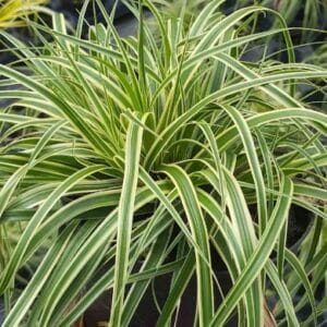 Carex Evercream