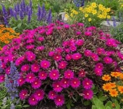Delosperma orange (Kopija)