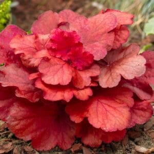 Hojhera 'Fire Alarm'