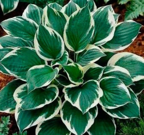Hosta Feuer und Eis (Kopija) – Bild 2