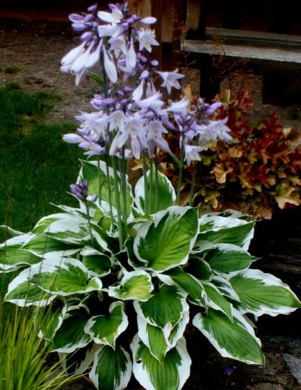 Hosta Feuer und Eis (Kopija)