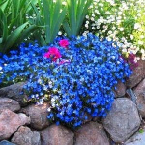 Euphorbia (Kopija)