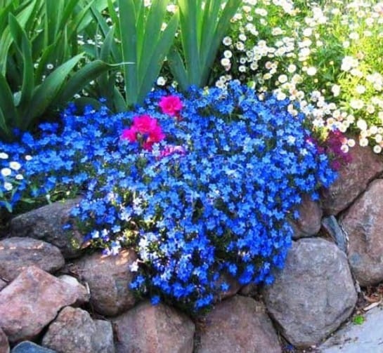 Lithodora 'Heavently Blue' p12