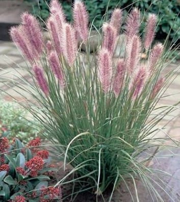 Perjanka - Pennisetum 'Red Head'