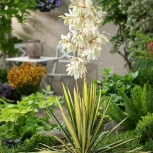 Yucca filamentosa 'Color Guard'
