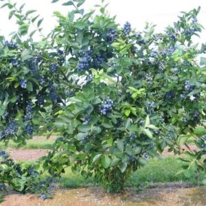 Ameriška borovnica ‘Bluejay’