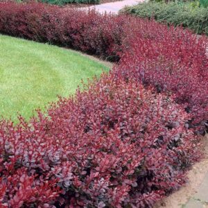 Češmin – Berberis thunbergii ‘Atropurpurea’