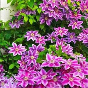 Clematis 'Predsjednik' (Kopija) (Kopija)