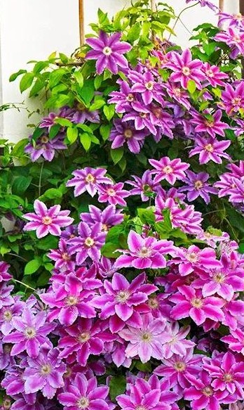 Clematis 'Predsjednik' (Kopija) (Kopija)
