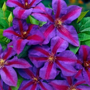 Clematis 'Predsjednik' (Kopija) (Kopija) (Kopija)