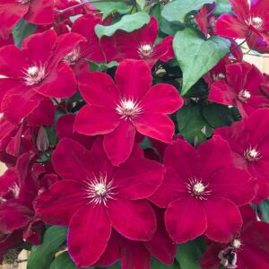 Clematis 'Predsjednik' (Kopija)