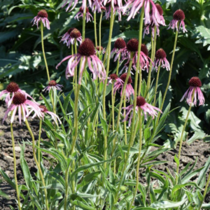 Ameriški slamnik ozkolistni- Echinacea vulgaris p10