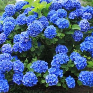 Hortenzija  – Hydrangea macrophylla ‘Nikko Blue’