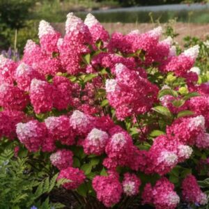 Hortenzija latasta – Hydrangea paniculata ‘Fraise Melba’