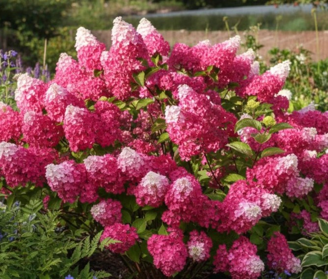 Hortenzija latasta – Hydrangea paniculata ‘Fraise Melba’