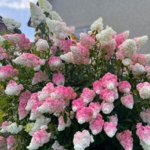 Hortenzija – Hydrangea paniculata ‘Pinky Winky’