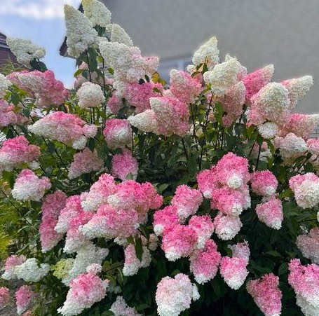 Hortenzija – Hydrangea paniculata ‘Pinky Winky’