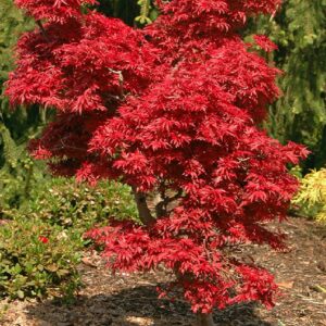 Javor Acer palmatum ‘Shaina’