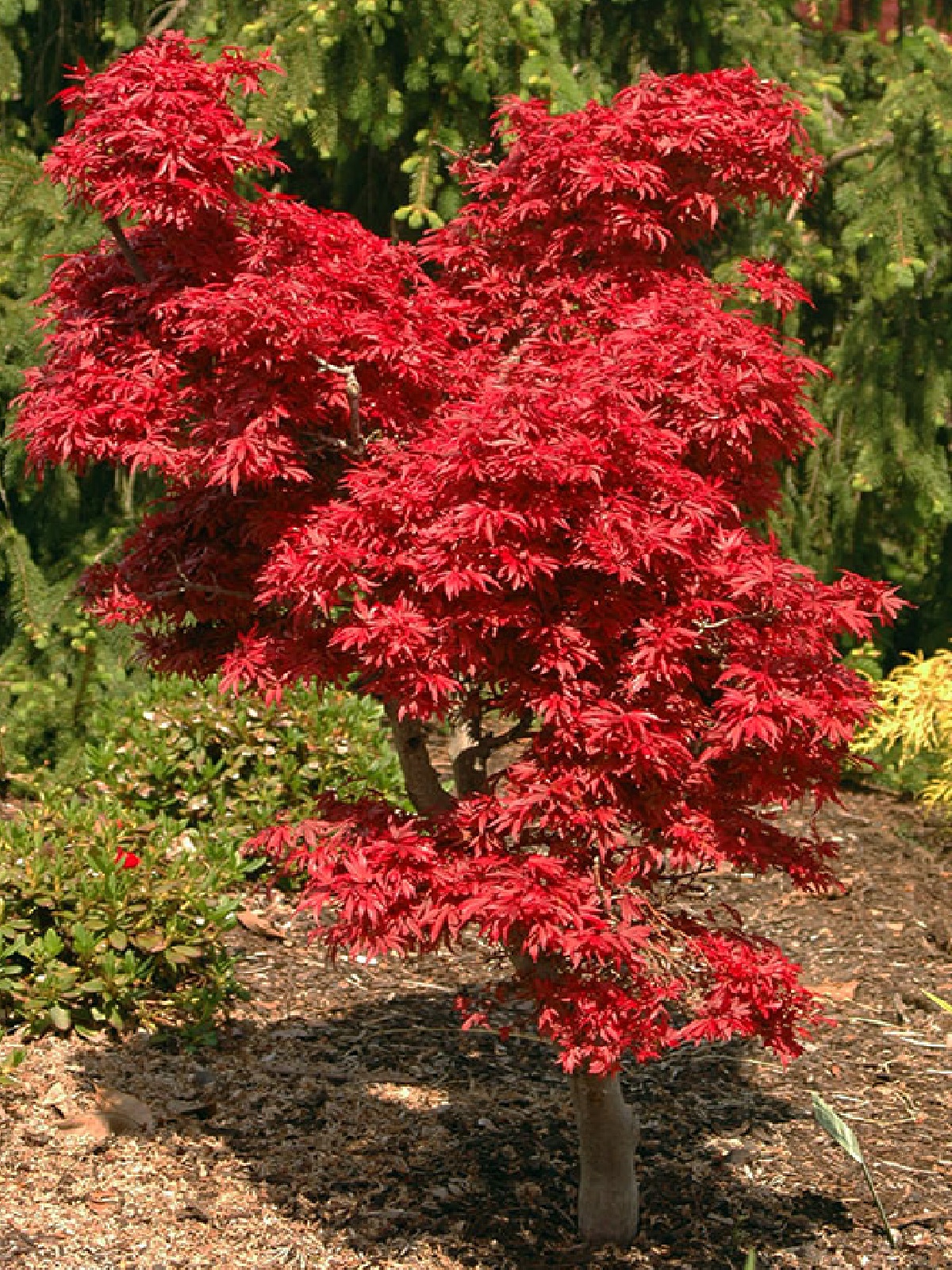 Rotblättriger Ahorn Japanischer flauschiger 'Garnet' (Kopija) (Kopija) (Kopija) (Kopija)