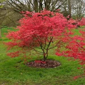 Javor Acer palmatum ‘Beni-maiko’