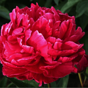 Potonika ‘Karl Rosenfield‘