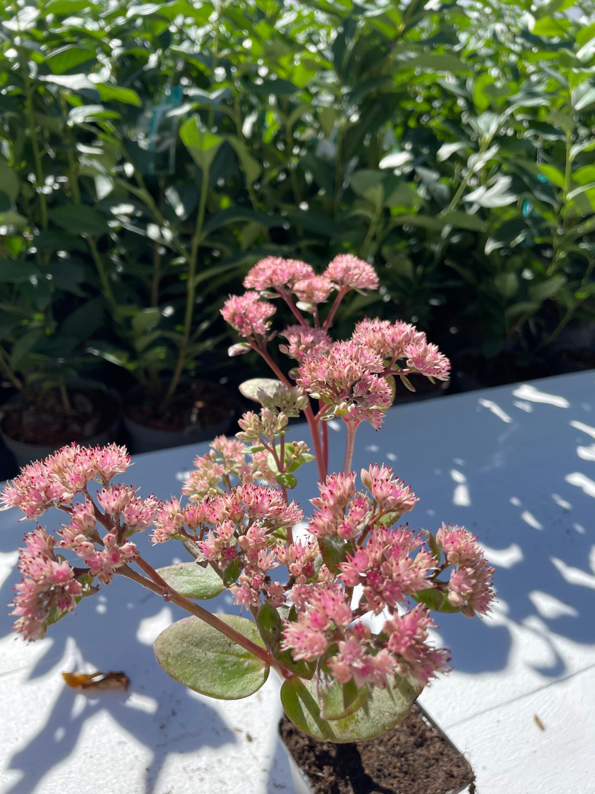 Hermelika ‘Matrona’ – Sedum ‘Matrona’ - slika 2