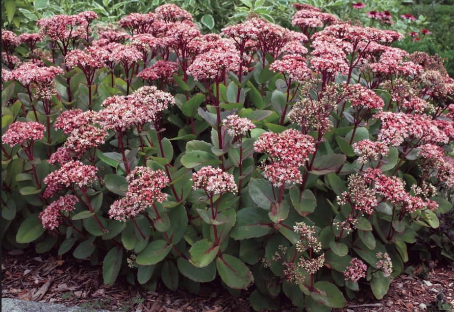 Hermelika ‘Matrona’ – Sedum ‘Matrona’