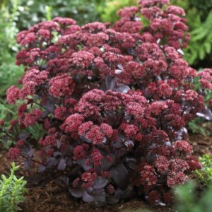 Sedum Herbstfreude Large Hermelik p14 (Kopija) (Kopija)