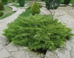 Lonicera nitida 'Maigrün' - Slika 2