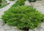 Brin Juniperus 'Compressa' – Bild 3