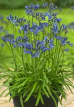 Afriška lilija Blue Umbrella - slika 3