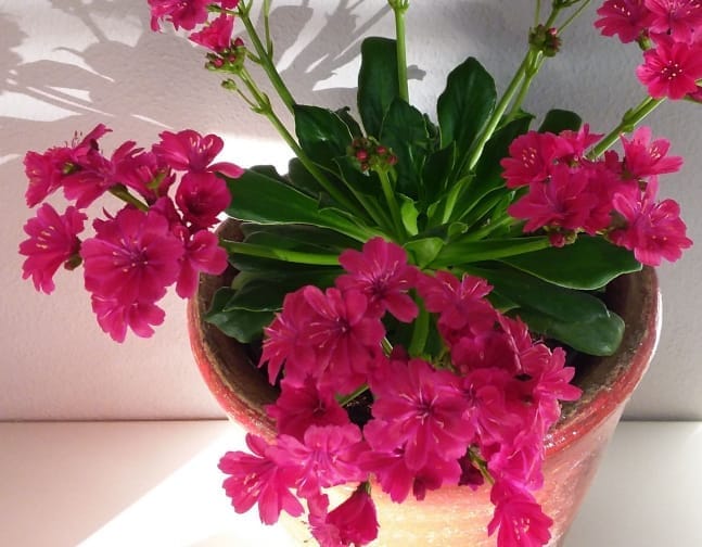Floragan_lewisia_ruby_red_plant_a Levizija Ruby Red - slika 1