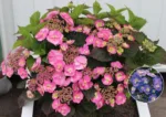 Hortensie 'Zuckerwatte'