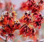 Virginias "Diane"