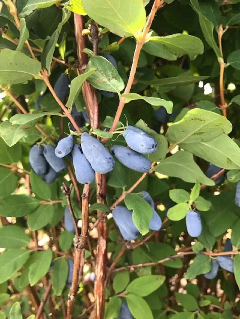 Haskap_blue_velvet Sibirische Blaubeere 'Myberry Sweet' – Bild 1