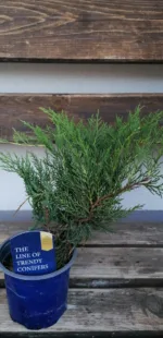 Brin Juniperus 'Compressa' – Bild 2
