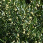 Filirea 'Grand Prix' – Bild 2