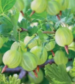 Stachelbeere 'Hinnonmäki Gul' – Bild 2