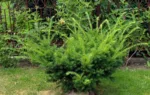 Tisa - Taxus media 'Farmen' - Slika 4