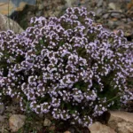Thymian – Bild 2