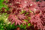 Javor Acer palmatum Bloodgood