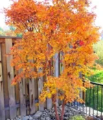 Javor Acer palmatum 'Sango-kaku' - Slika 2