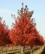 Javor Acer palmatum Bloodgood - slika 2
