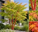 Javor Acer palmatum 'Sango-kaku'