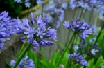 Afriška lilija Blue Umbrella - slika 2