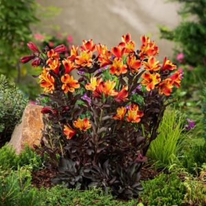Alstromerija ‘Indian Summer’